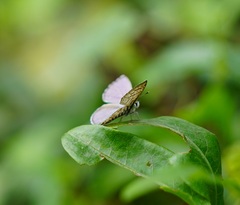 Leptotes plinius