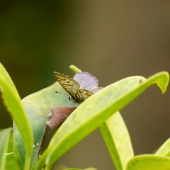 Leptotes plinius