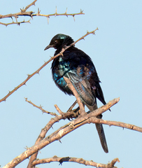 Lamprotornis australis