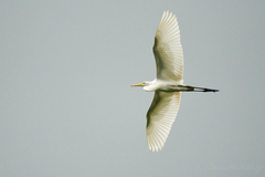 Ardea intermedia intermedia