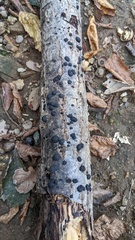 Annulohypoxylon truncatum