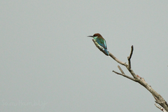 Merops viridis