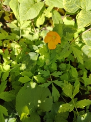 Papaver cambricum