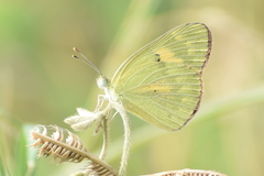 Colotis amata