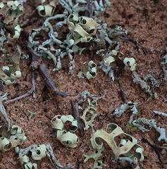 Xanthoparmelia semiviridis