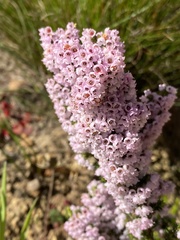 Erica mauritanica
