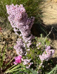 Erica mauritanica