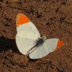 Colotis