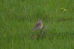 Anthus australis