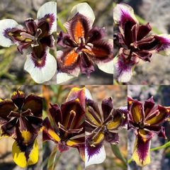 Moraea lurida