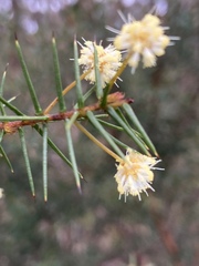 Acacia ulicifolia