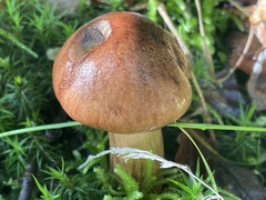 Tricholoma fulvum