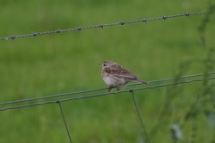 Anthus australis