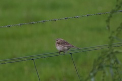 Anthus australis