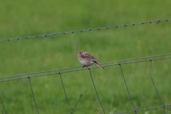 Anthus australis
