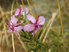 Chamaenerion fleischeri