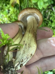 Tricholoma fulvum