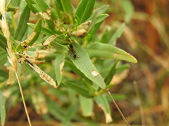 Chamaenerion fleischeri