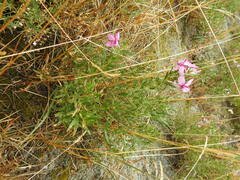 Chamaenerion fleischeri