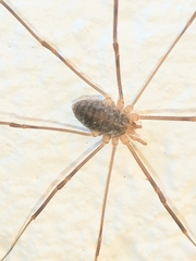 Opilio parietinus