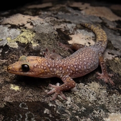 Oedura tryoni