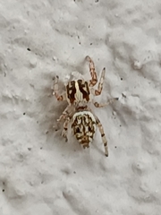 Macaroeris nidicolens