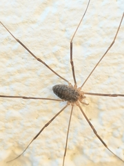 Opilio parietinus