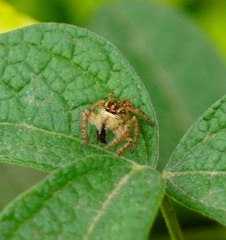 Carrhotus