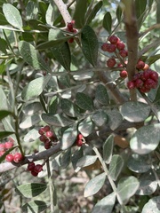 Pistacia lentiscus