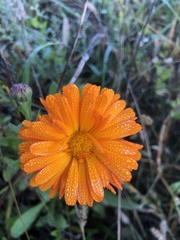 Calendula arvensis