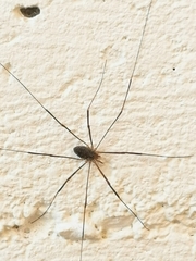 Opilio parietinus