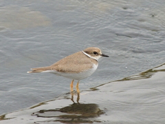 Charadrius placidus