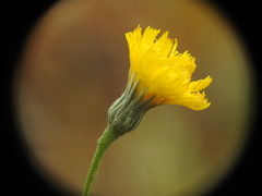Hieracium glaucum