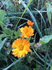Calendula arvensis