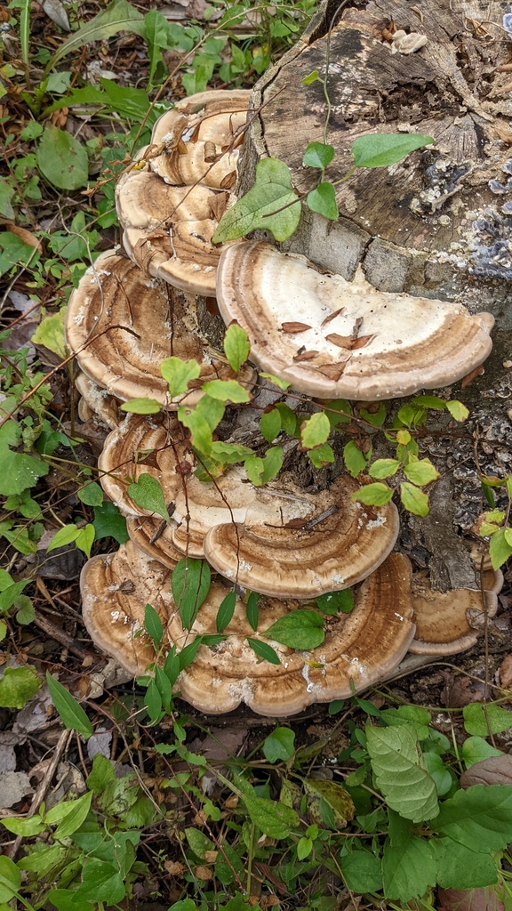 Trametes orientalis · October 2022 · photo: © atsushi_nakajima_cirque (iNaturalist, cc-by)