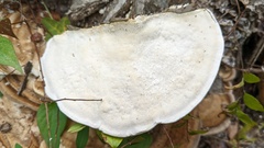 Trametes orientalis