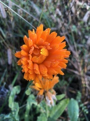 Calendula arvensis
