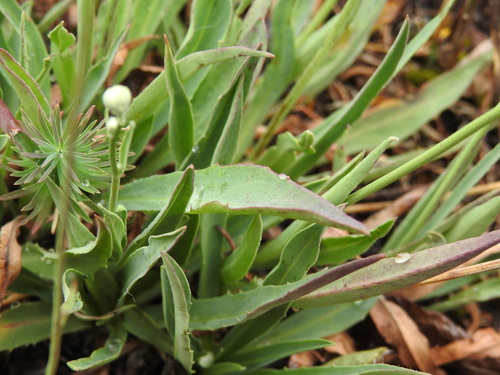Hieracium glaucum, photograph 6