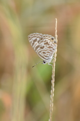 Leptotes plinius