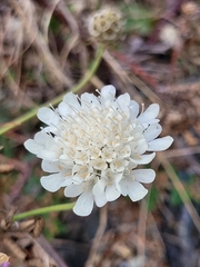 Scabiosa