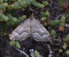 Chrysolarentia cryeropa