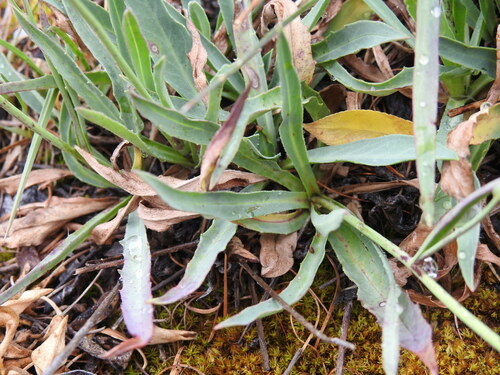 Hieracium glaucum, photograph 5