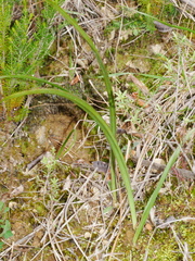 Thelymitra