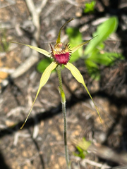 Caladenia viridescens