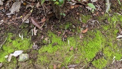 Clavulina rugosa