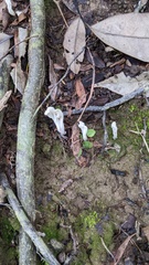 Clavulina rugosa