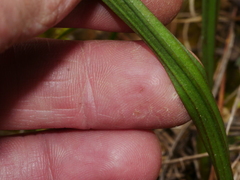 Thelymitra