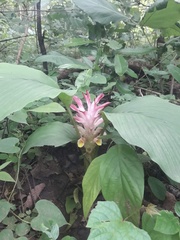Curcuma longa