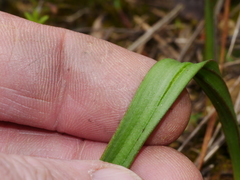 Thelymitra