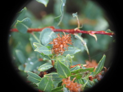 Salix caesia
